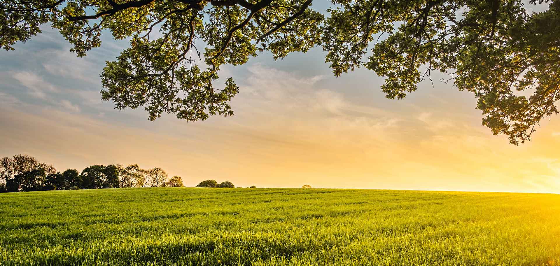 Sunset over a field